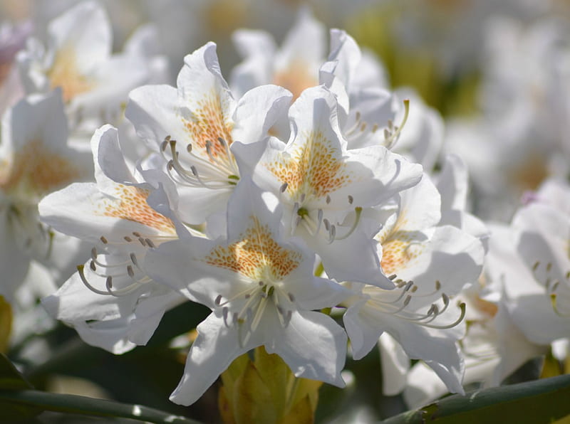 White rhododendron, sun, rhododendron, flower, garden, white, HD