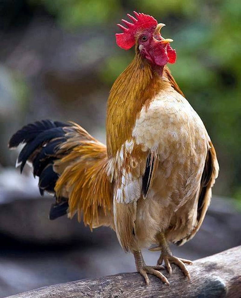 HD   Rooster Morning 