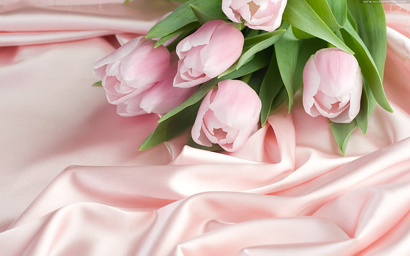 pink tulips, still life, bonito, pink shawl, HD wallpaper