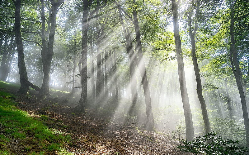 Forest in Pyrenees, sunbeams, forest, nature, trees, HD wallpaper