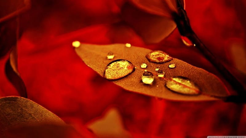 Golden drops, red, autumn, orange, golden, raindrops, dew, drops, leaf, dewdrops, leaves, gold, nature, rain, HD wallpaper