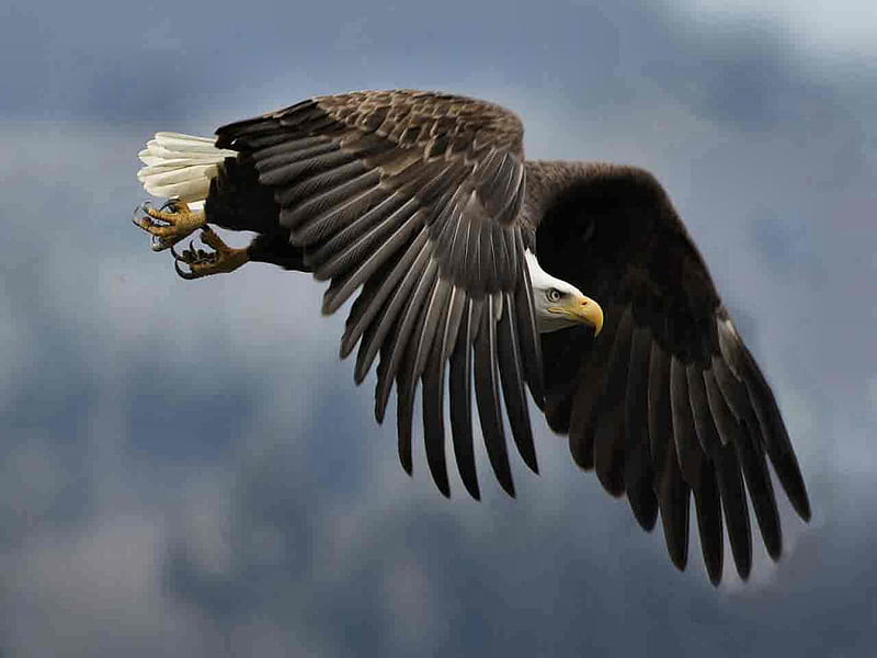 Majestic Bald Eagle F2mp eagle, birds, animal, graphy, bird, bald eagle, wild, avian, wildlife, beauty, nature, majestic, HD wallpaper