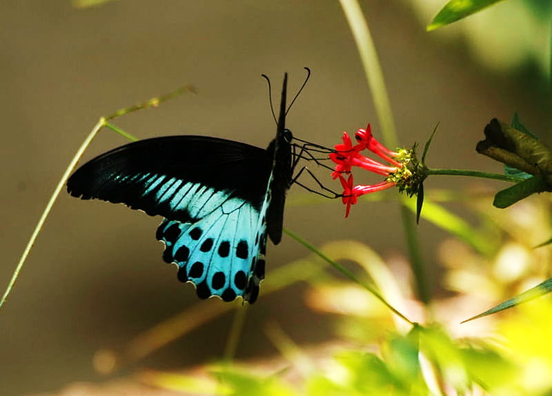 Blue Mormon, feeding, butterfly, flower, black, blue, HD wallpaper