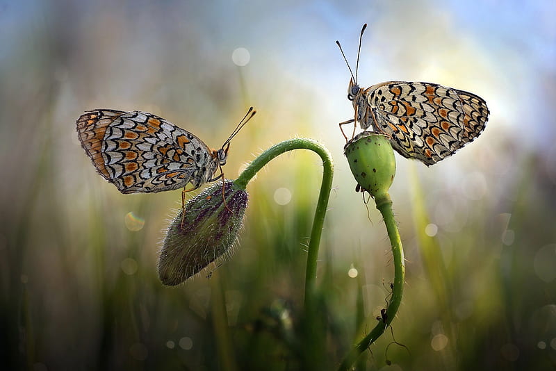 Animal, Butterfly, Insect, Macro, HD wallpaper