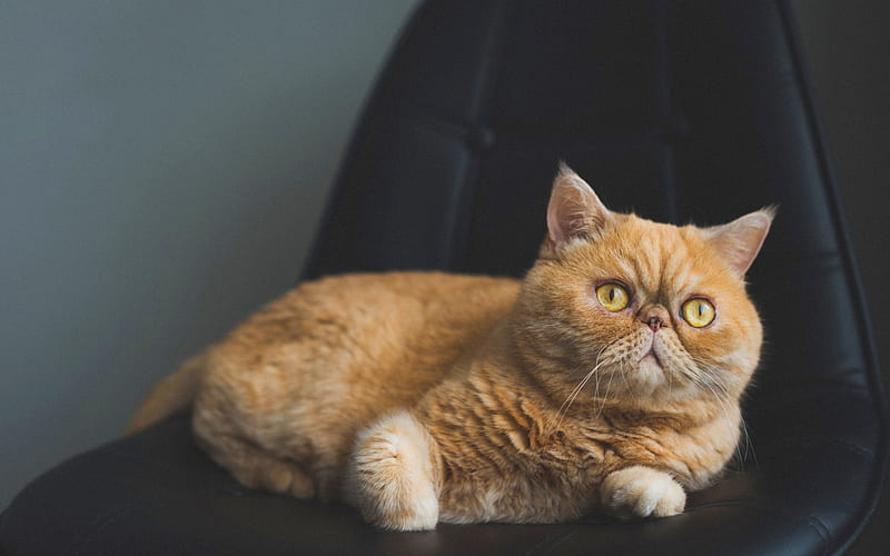 Persian ginger cat, cute animals, domestic cat, furry cats, breeds of cats, HD wallpaper