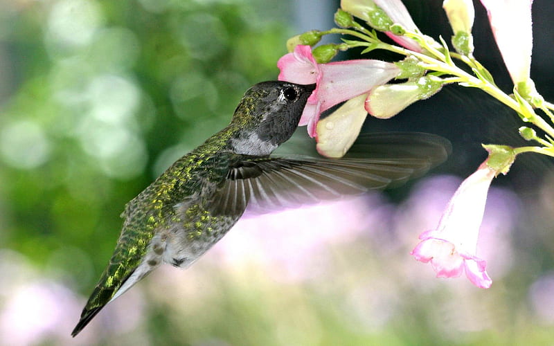 hungry hummingbird-Animal, HD wallpaper