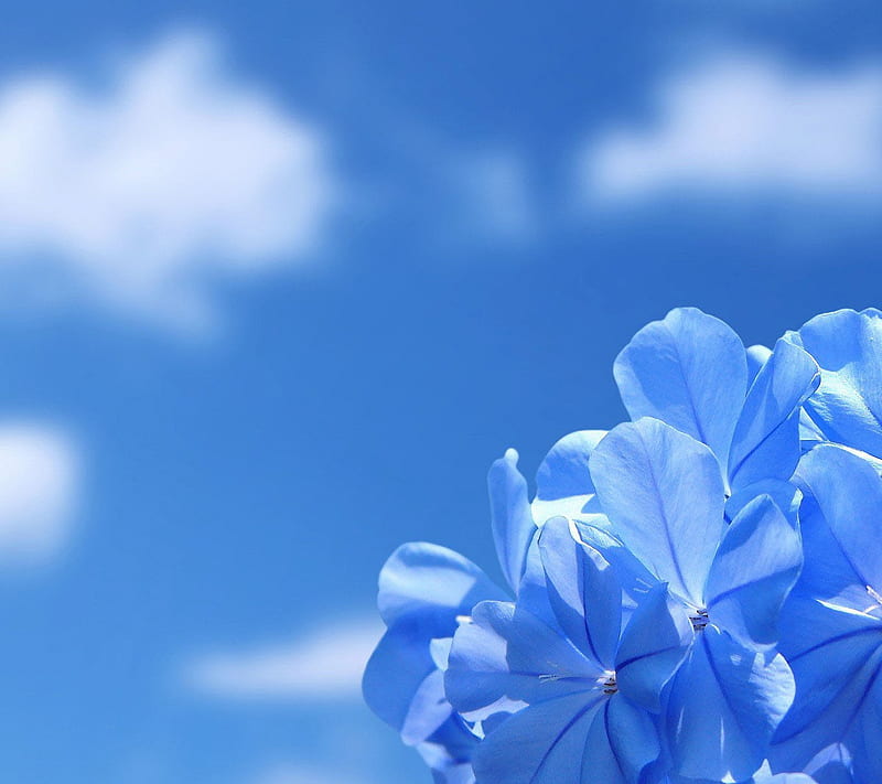 Blue Sky, bonito, cool, flower nature, nice, view, HD wallpaper | Peakpx