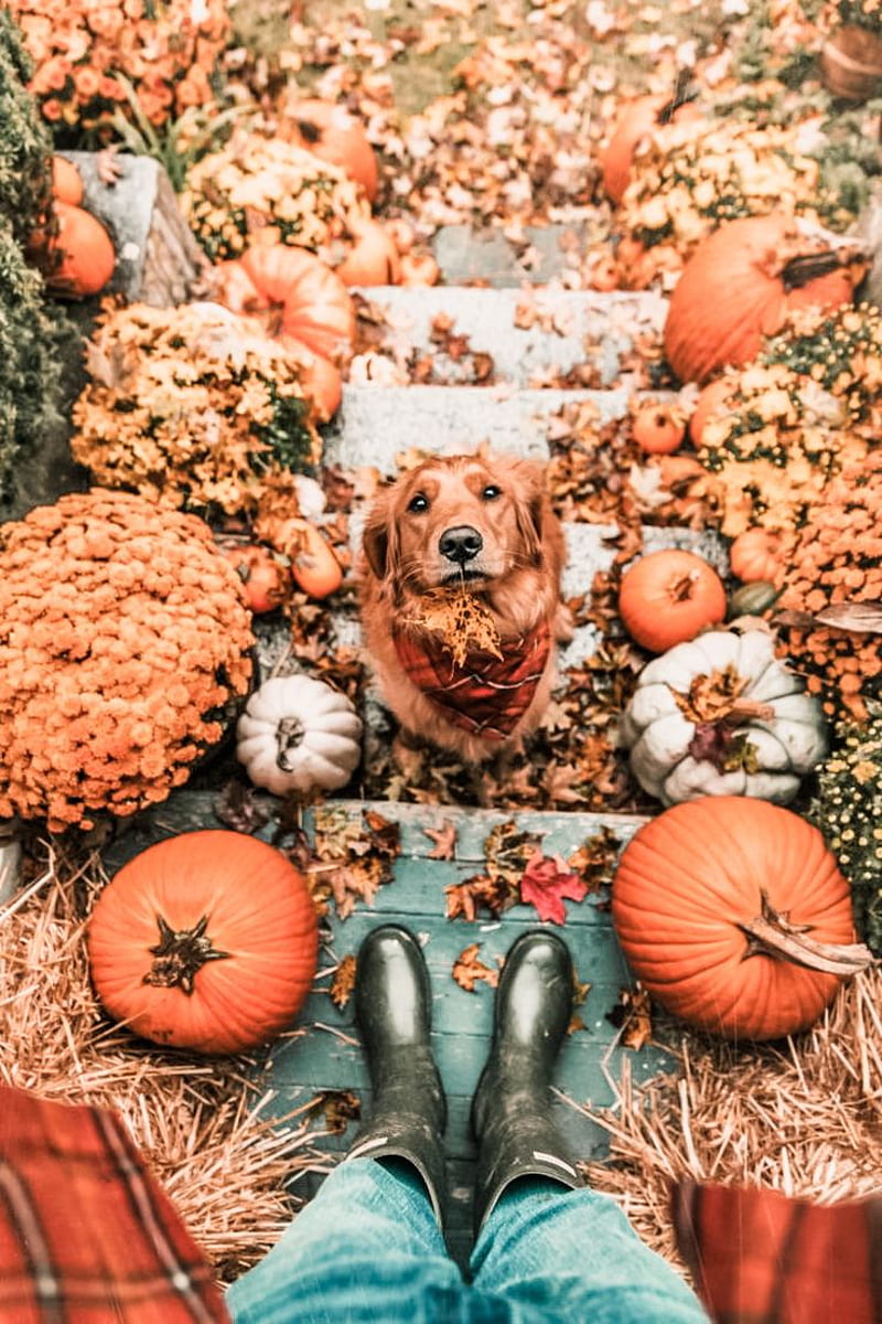 Oh My Gourd You'll Love These Fall Vibes Dogs. Fall dog, Fall vibes, Fall, HD phone wallpaper