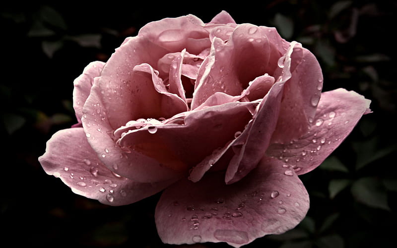 Rose Dew . jpg, dew, rose, pink, flower nature, HD wallpaper