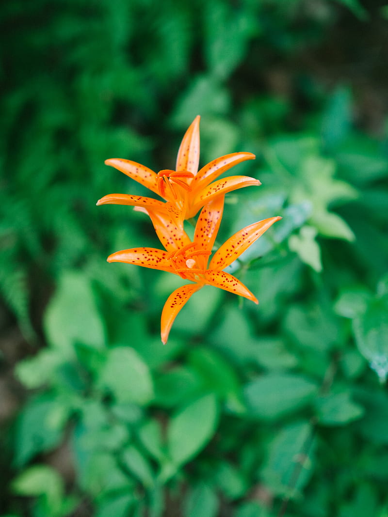 lily, flower, orange, bloom, plant, HD phone wallpaper