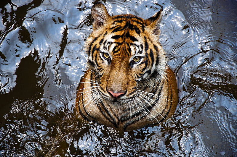 Tiger, view from the top, water, big cat, summer, tigru, animal, pisica ...