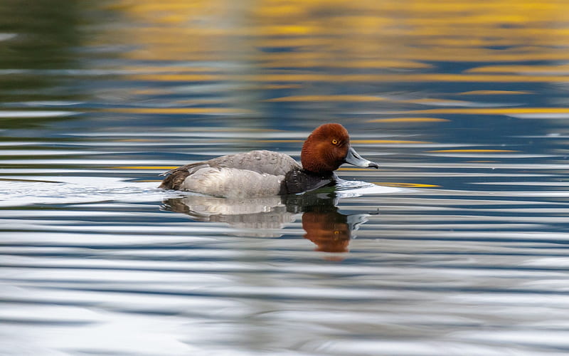 Redhead Duck, water, bird, redhead, duck, swimming, HD wallpaper