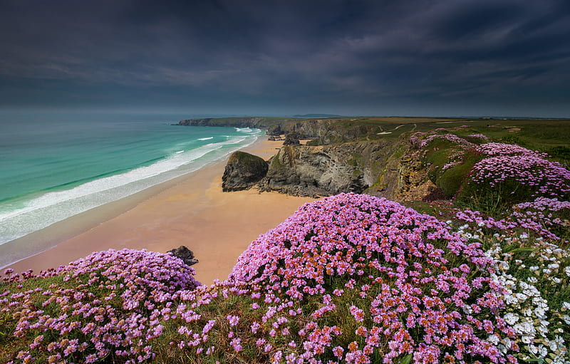 Earth, beach, Coast, Cornwall, England, Flower, Horizon, Nature, Ocean, HD wallpaper