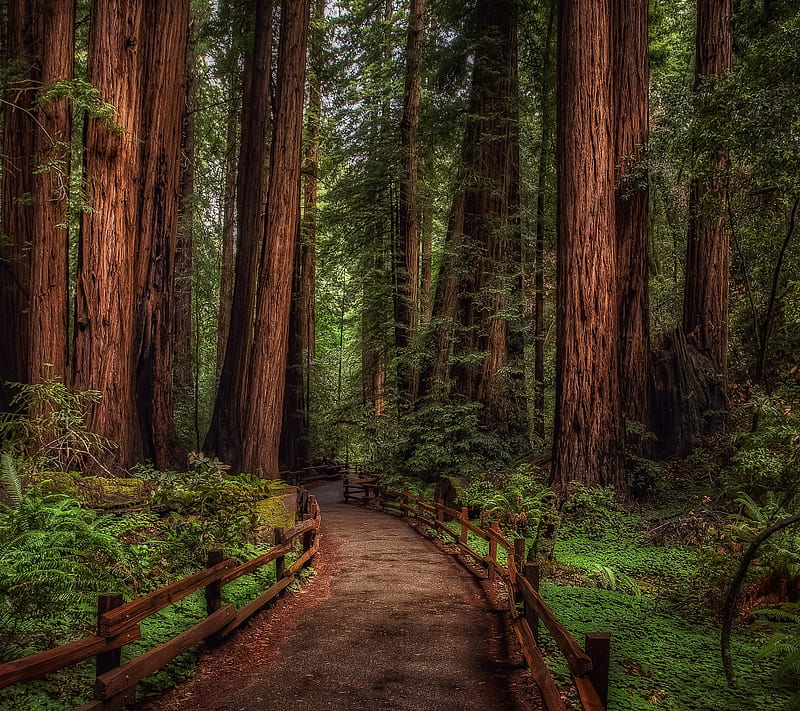 Woody Path, forest, redwood, road, tree, wood, HD wallpaper