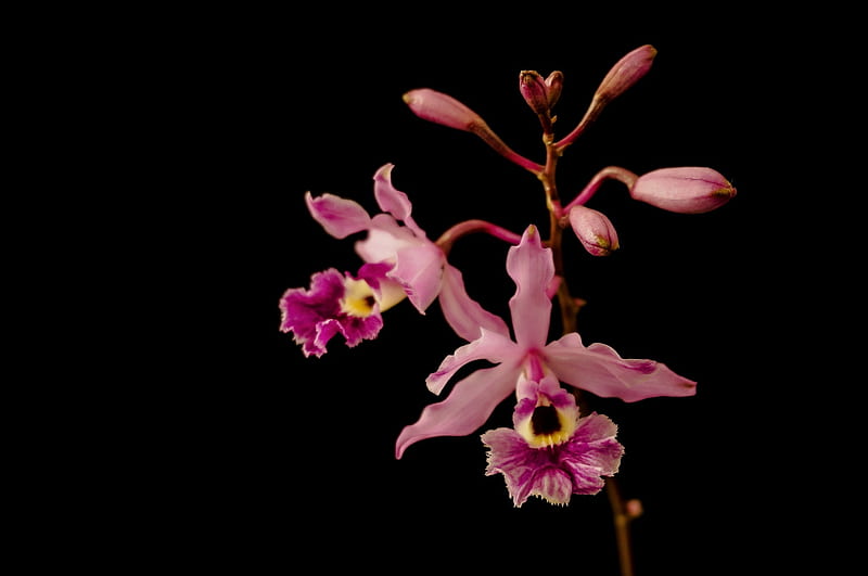 Orchids, flower, black, pink, orchid, HD wallpaper