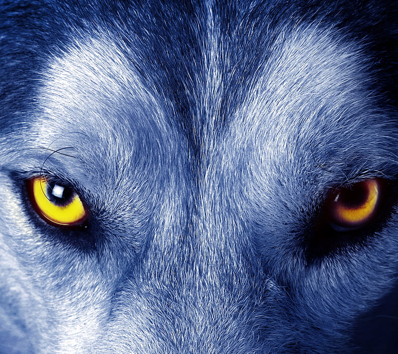 Wolf Eyes, canines, dogs, k9, HD wallpaper