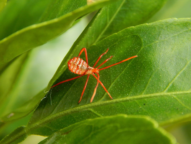 Baby Assassin Bug, insect, bugs, nature, baby, assassin, leaf, HD wallpaper