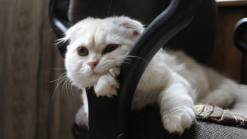 Scottish Kitten, fold, chair, eyes, cat, kitten, muzzle, animal, HD wallpaper