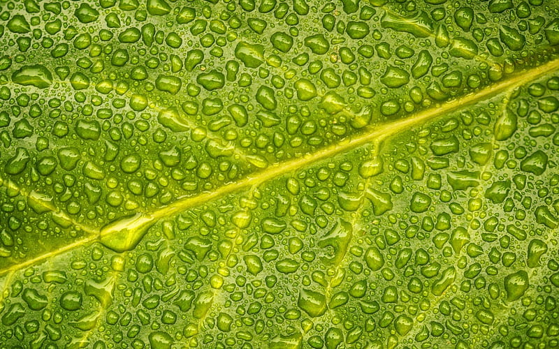 green leaf, water droplets, wet leaf, leaf texture, HD wallpaper