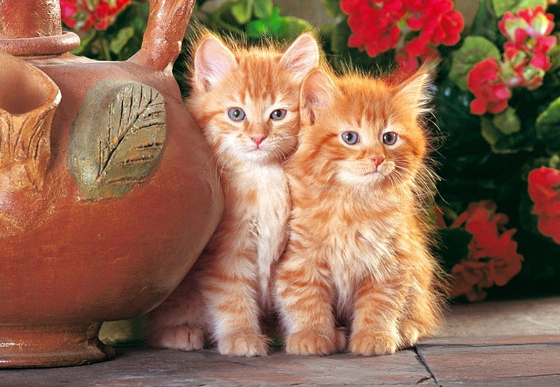 Two red kittens, red, fluffy, home, kittens, pot, adorable, cat, yard, sweet, cute, buddies, flowers, kitties, friends, HD wallpaper