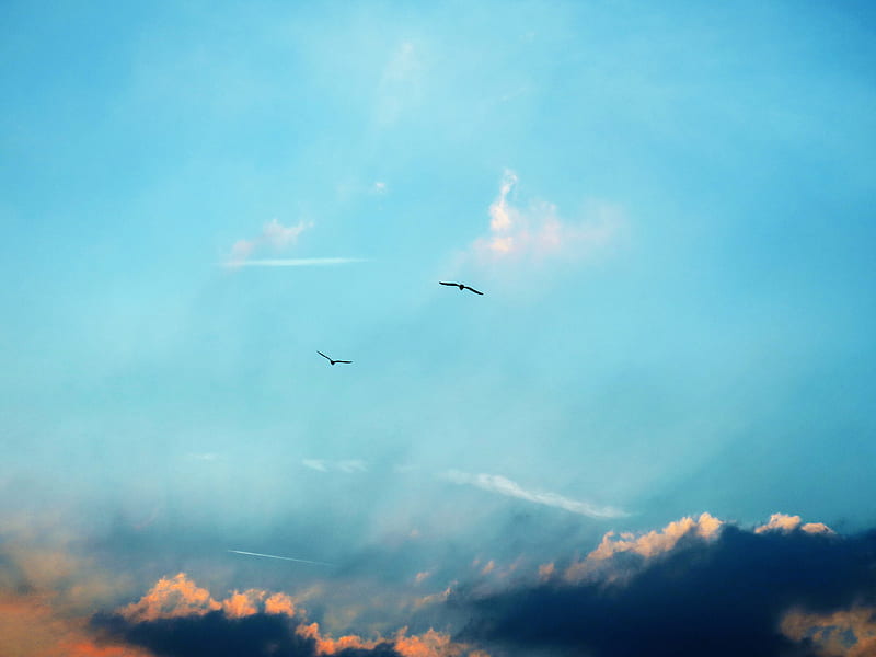 birds, silhouettes, flight, sky, clouds, HD wallpaper