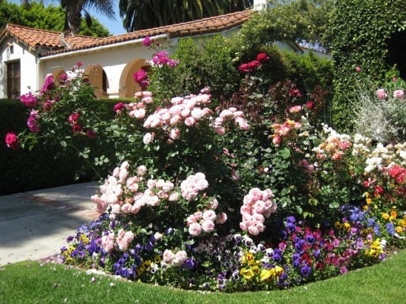 Backyard Garden, house, blossoms, colors, petals, roses, HD wallpaper