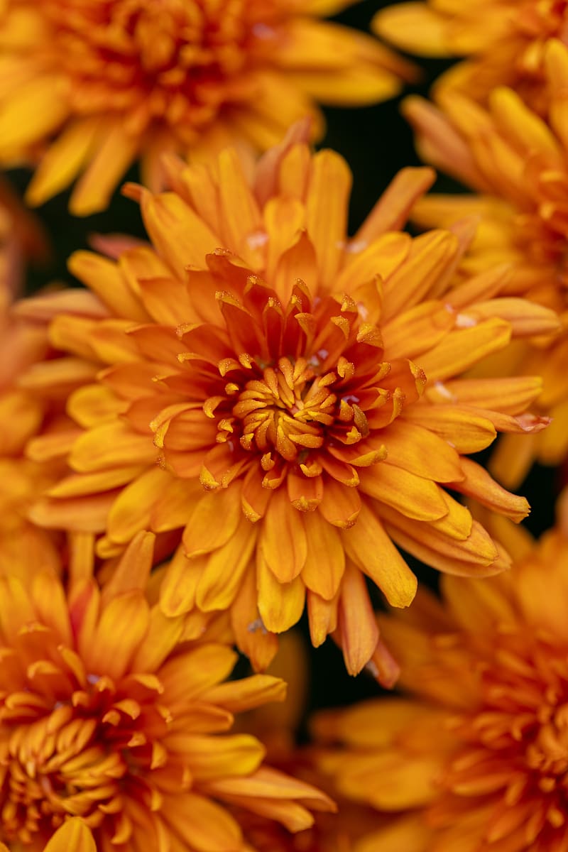chrysanthemum, flower, macro, orange, petals, HD phone wallpaper