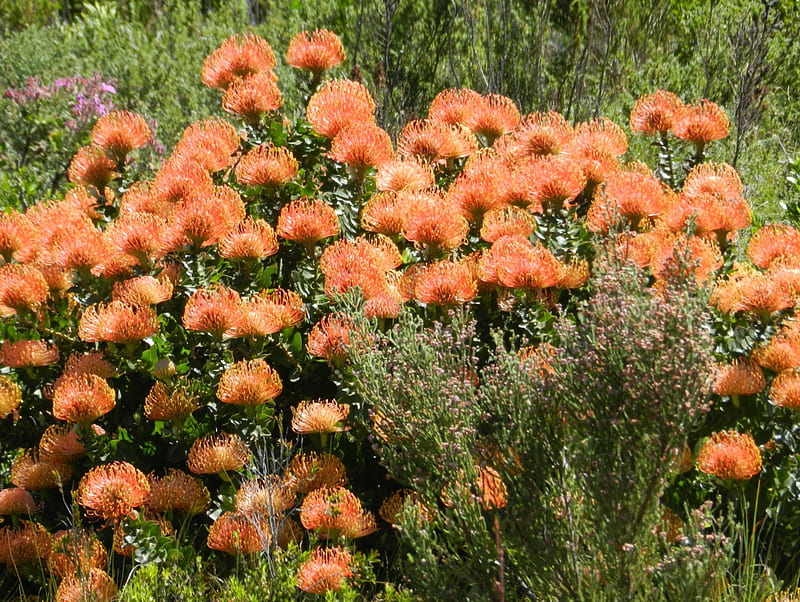 Pincushion Protea, Orange flowers, indigenous plants, fynbos, Pinchsion Protea, HD wallpaper