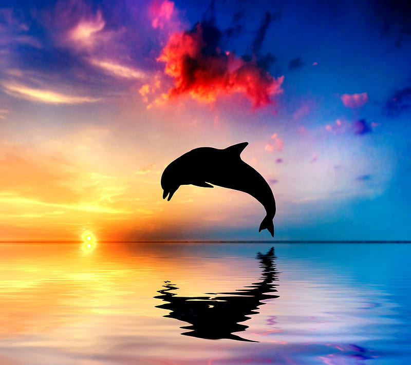 dolphin, jump, sea, sunset, HD wallpaper