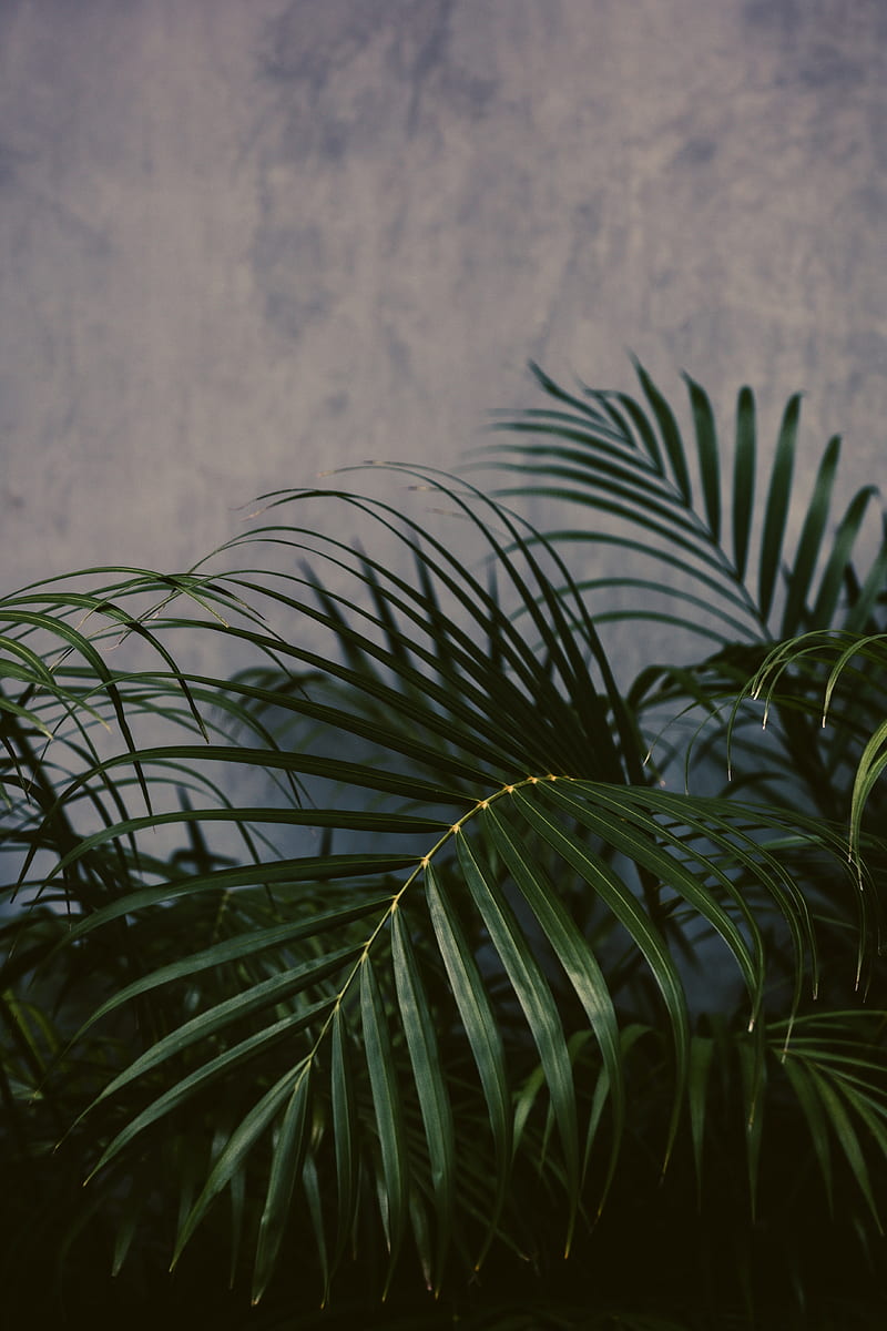 palm tree, plant, leaves, green, HD phone wallpaper