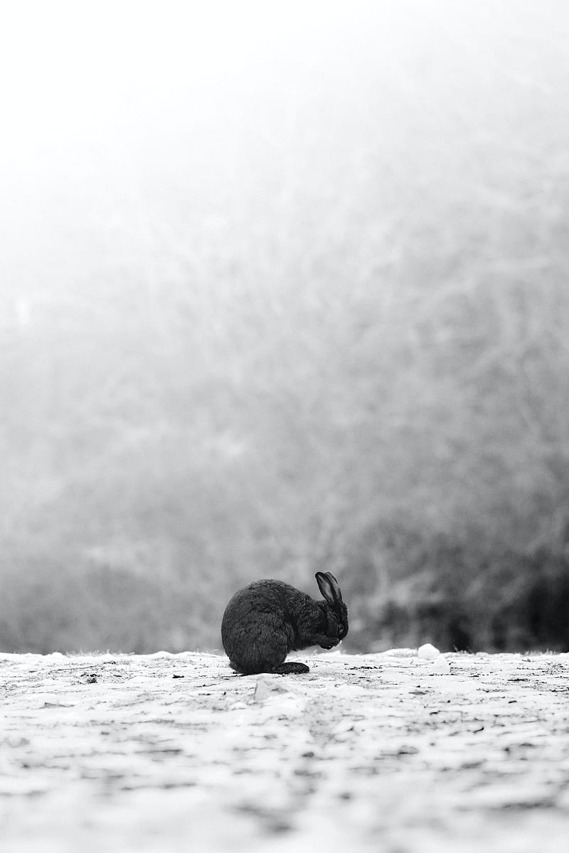 rabbit, black, animal, snow, HD phone wallpaper