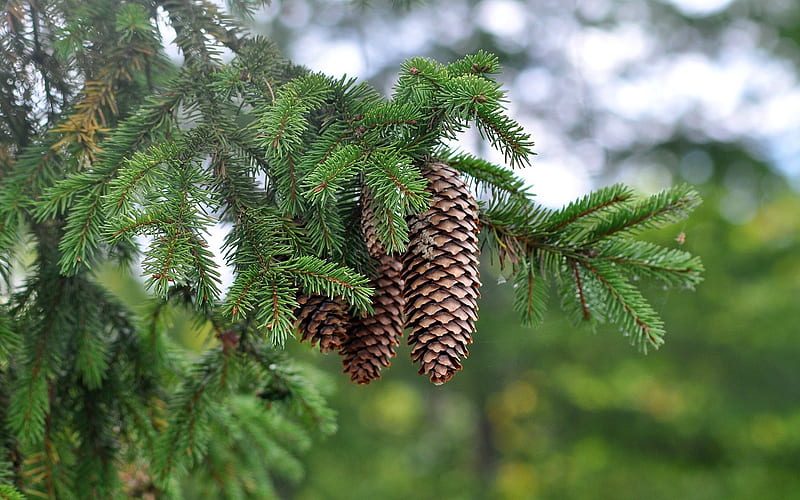 Fir Cones, spruce, nature, tree, HD wallpaper