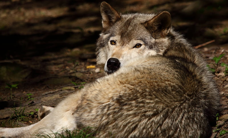 Wolf Relaxing, wildife, wolves, animals, dogs, fur, bozkurt, pups, HD wallpaper