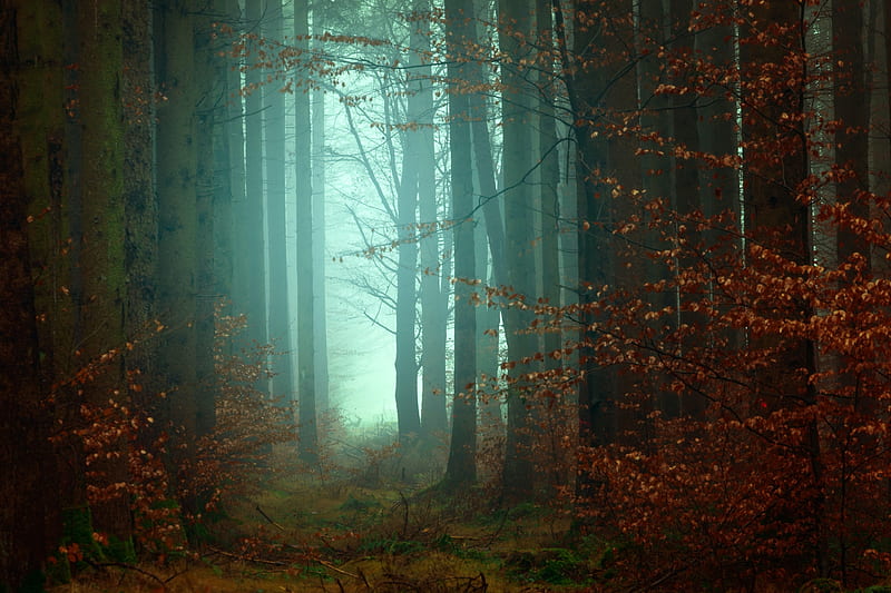 Forest, atmospheric, cyan, dark, nature, forests, trees, mood, light, graphy, HD wallpaper