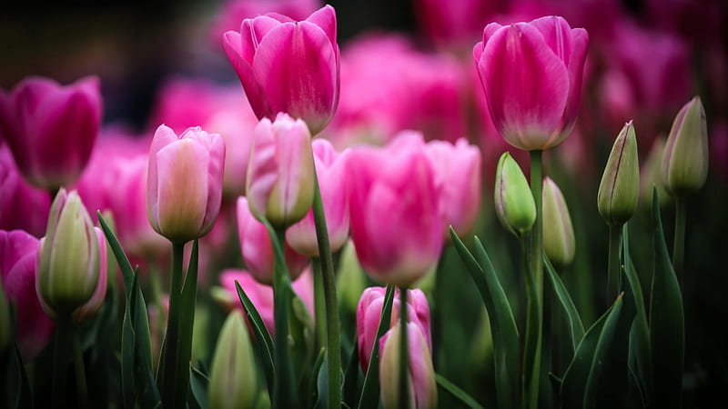 Tulips, flowers bed, flowers, buds, pink, HD wallpaper