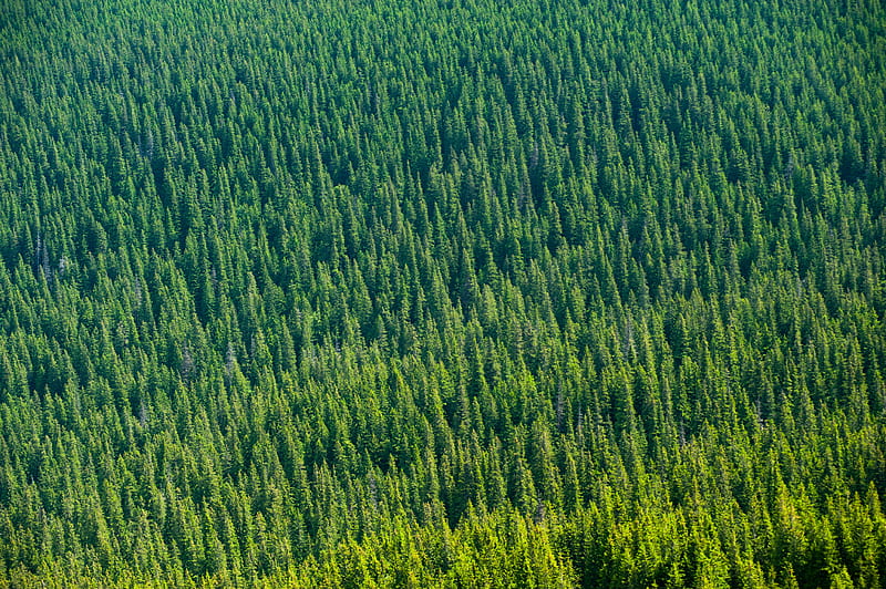 Aerial View Of Trees, aerial, tress, forest, graphy, HD wallpaper | Peakpx