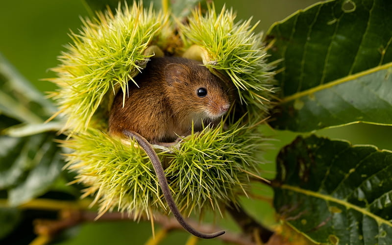 Mouse in Chestnut, chestnut, small, animal, mouse, rodent, HD wallpaper
