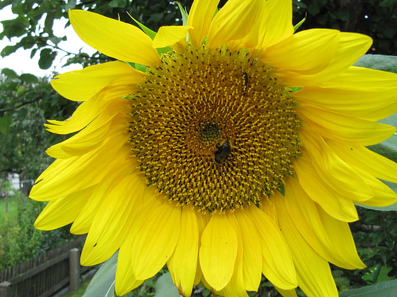 Busy little bee, yellow, bee, sunflower, green, HD wallpaper