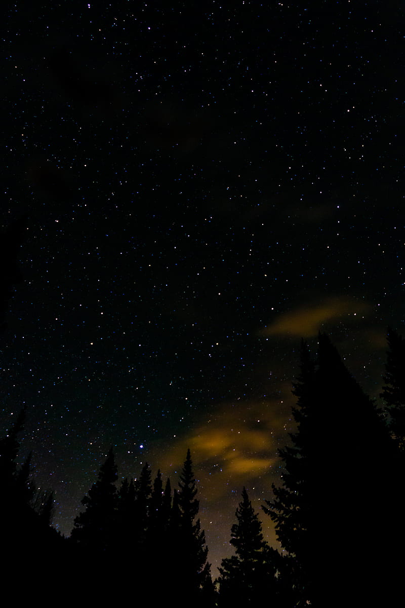 spruce, stars, starry sky, night, HD phone wallpaper
