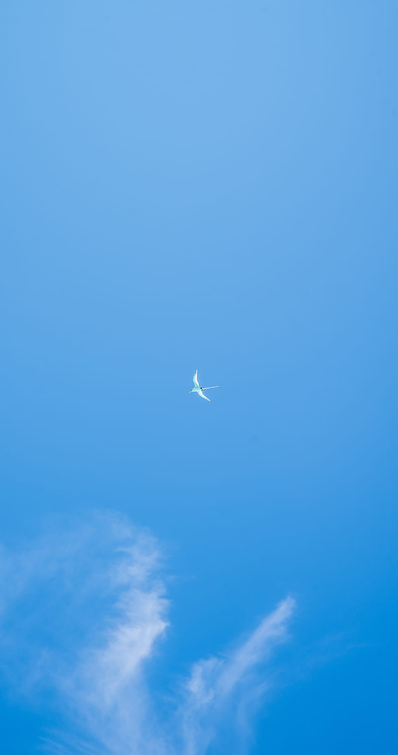 seagull, wings, sky, flight, HD phone wallpaper