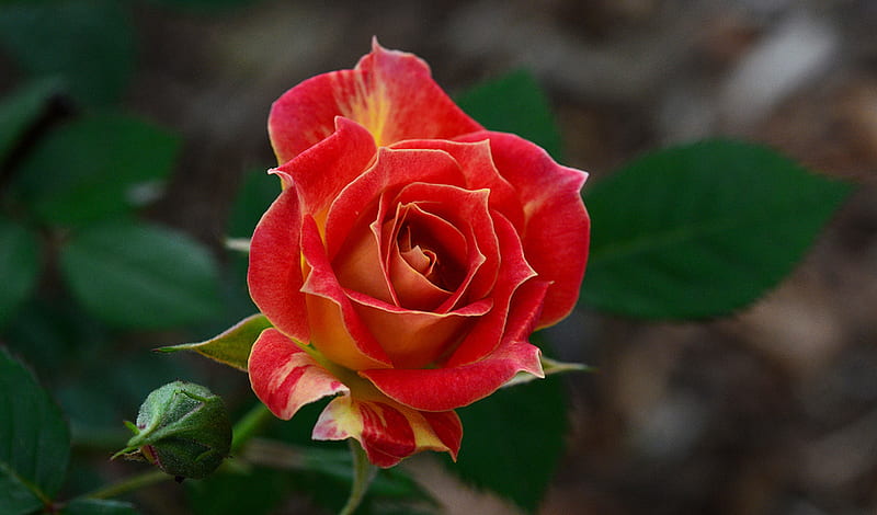 Multi-Colored Mini Rose For Alba, graphy, rose, friendship, flower ...