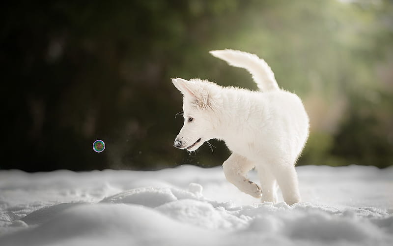 Berger Blanc Suisse, little puppy, white dog, winter, snow, White Swiss Shepherd, HD wallpaper
