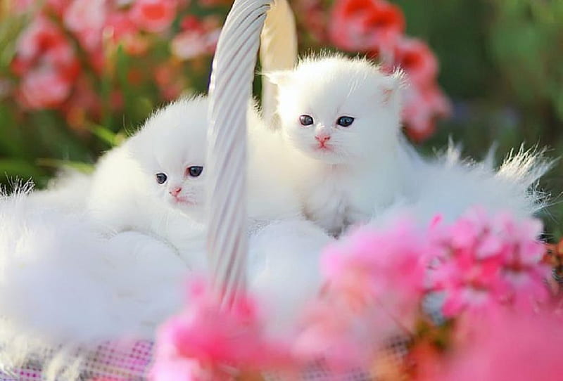 White cats in a basket., cute, basket, flower, white, cat, kitten, pink,  animal, HD wallpaper | Peakpx