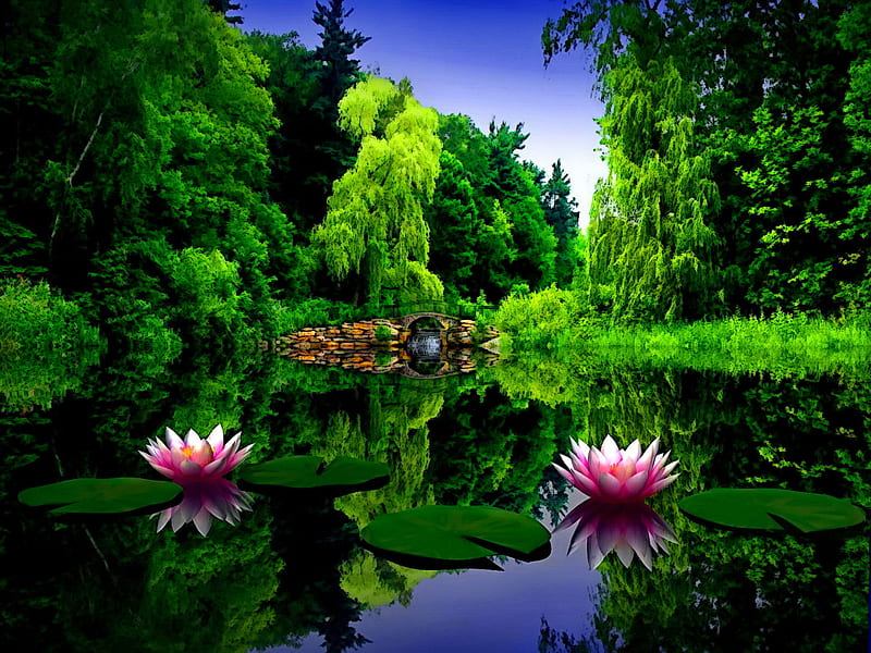 Lily pond, forest, calmness, lilies, bonito, trees, sky, lake, mirrored, pond, mountain, calm, water, green, peaceful, nature, reflection, HD wallpaper