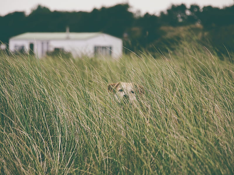 dog, grass, head, pet, HD wallpaper