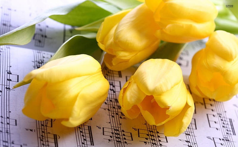 Yellow Roses and Sheet Music, graphy, yellow, sheet music, roses, abstract, HD wallpaper