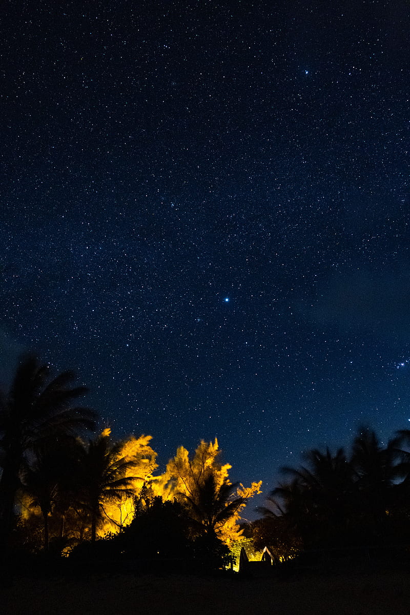 trees, starry sky, night, stars, dark, HD phone wallpaper