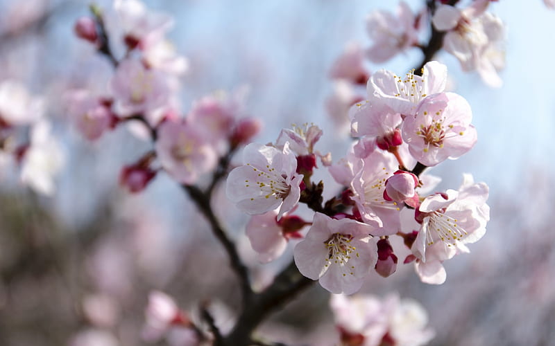cherry blossom, spring, pink branches, cherry, japan, HD wallpaper