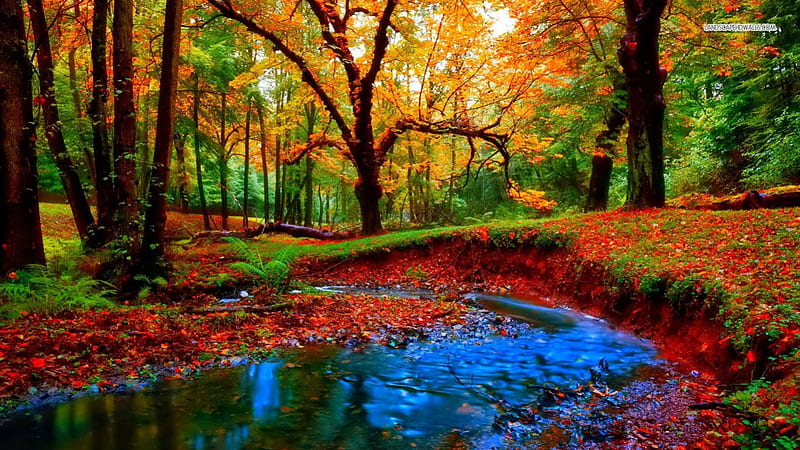 Small Stream in Autumn Forest, stream, autumn, nature, forests, HD ...