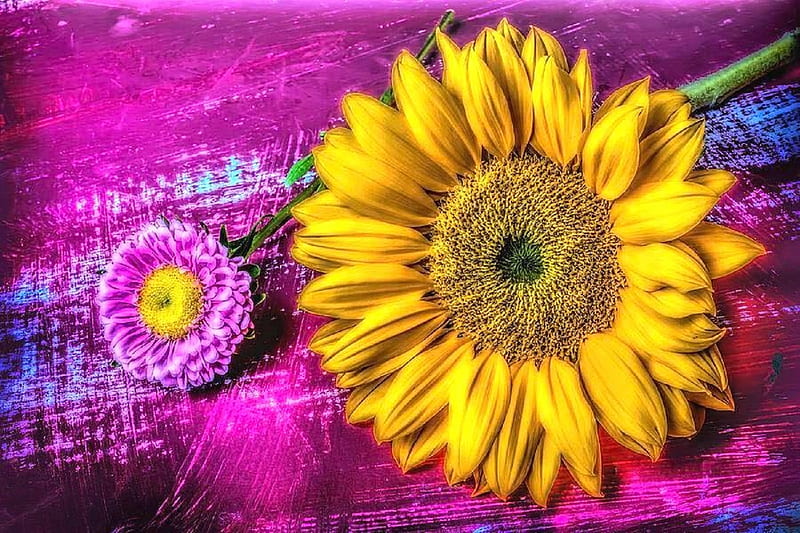 ✿⊱•╮Moody of Flowers╭•⊰✿, lovely still life, love four seasons, yellow, sunflower, graphy, summer, flowers, pink matsumoto, nature, HD wallpaper